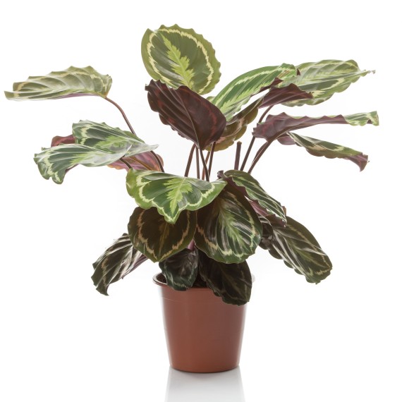 Profumatore per ambienti agli agrumi e basilico — La Calathea.