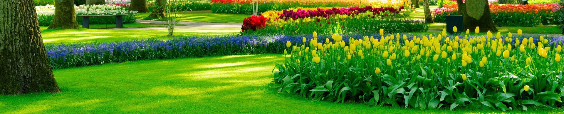 Piante da fiore - Vendita online - Consegna in 48h