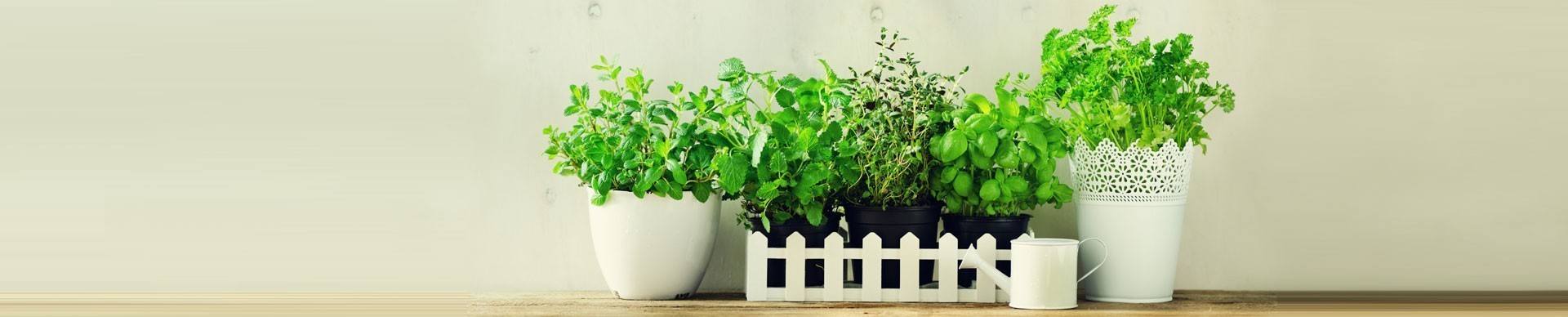 Piante aromatiche - Vendita online - Consegna in 48h