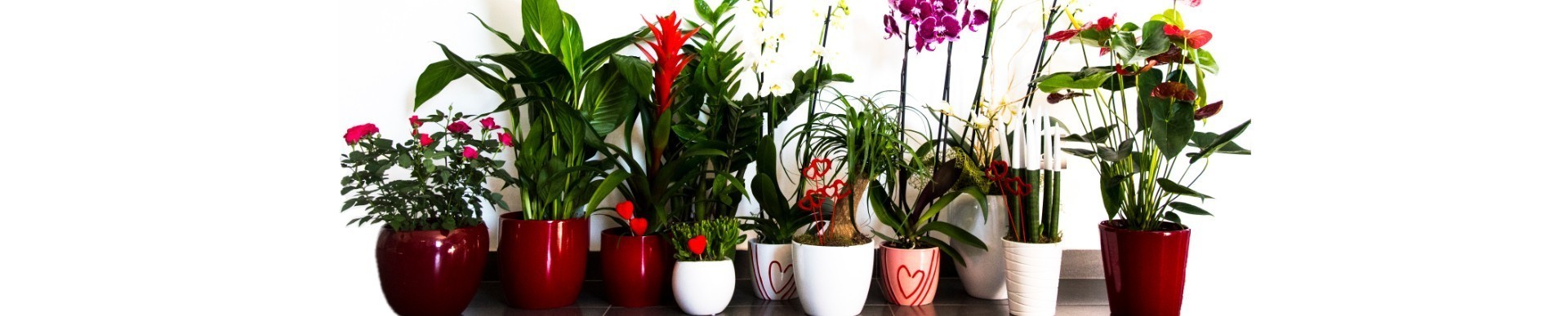 Piante da regalare a San Valentino