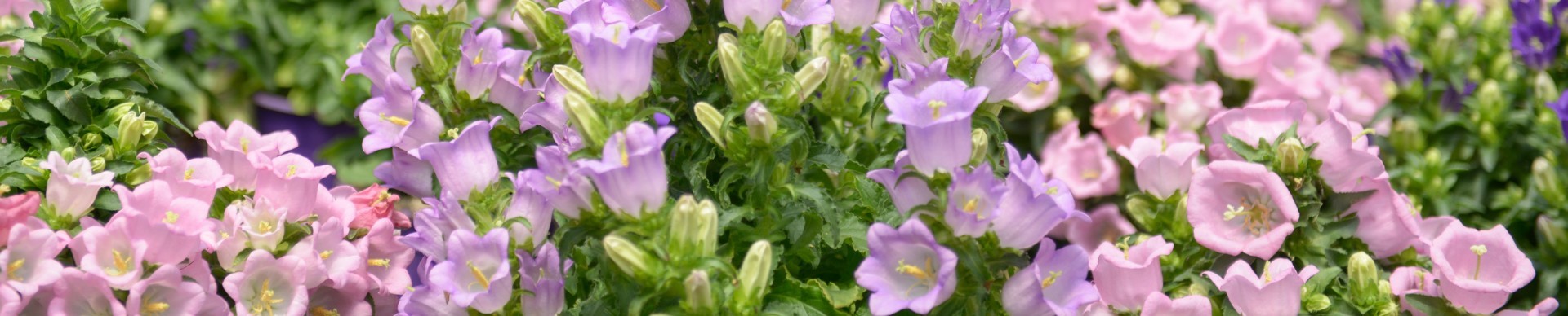 Vendita piante primavera estate