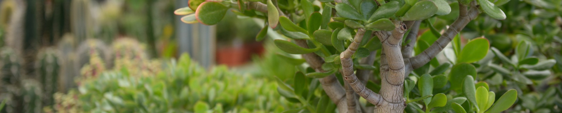 Vendita piante grasse e succulente online